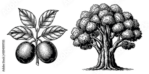 Vintage hand drawn line art botanical elements set featuring a fruit branch and a sturdy tree for ecology and natural themes