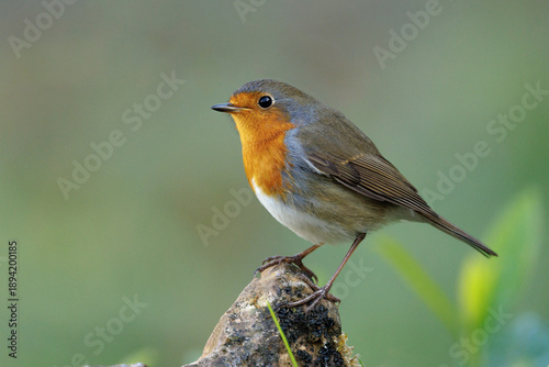 Rotkehlchen (Erithacus rubecula)