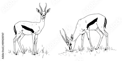 Hand drawn line art gazelle set featuring a standing gazelle and a grazing gazelle for nature themes