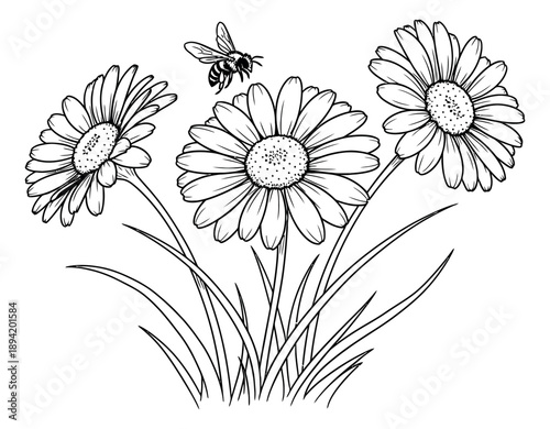 Hand drawn line art illustration of a bee flying over daisies depicting pollination for nature themed designs