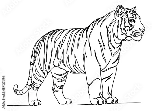 Line art illustration of a tiger depicting a powerful stance for wildlife design