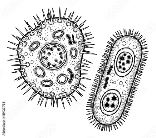 Hand drawn line art microorganism set featuring spiky round and rod shaped cells for science education