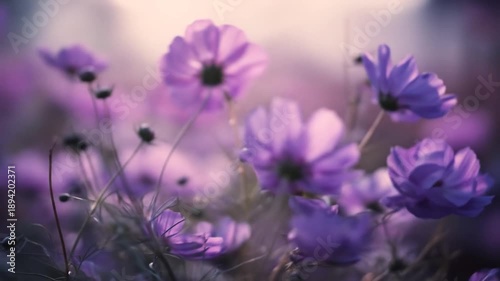 Close-up of delicate purple flowers, blurred background, creating soft and dreamlike aesthetic