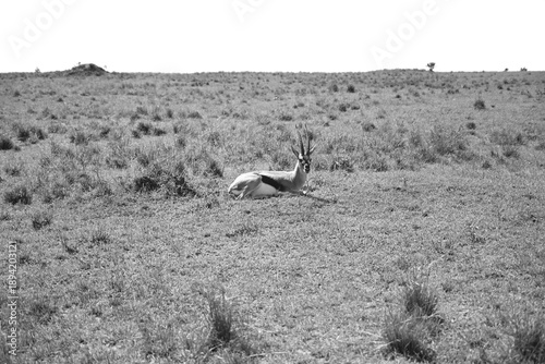 thomson gazelle just relaxing in the wild 