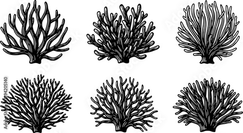 woodcut illustration of branching coral structure