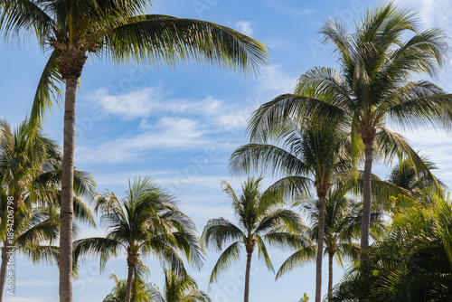 Wallpaper Mural Tropical Palm Trees Framing a Blue Sky with Light Clouds Torontodigital.ca