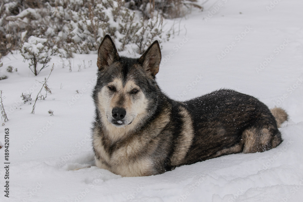 Naklejka premium Portrait of a malamute dog