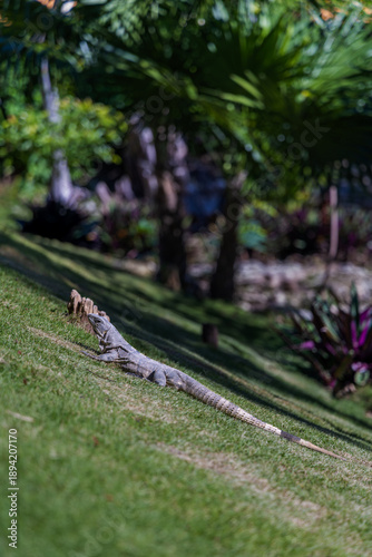 Iguana Sunbathing on Grassy Hill with Tropical Plants in Background