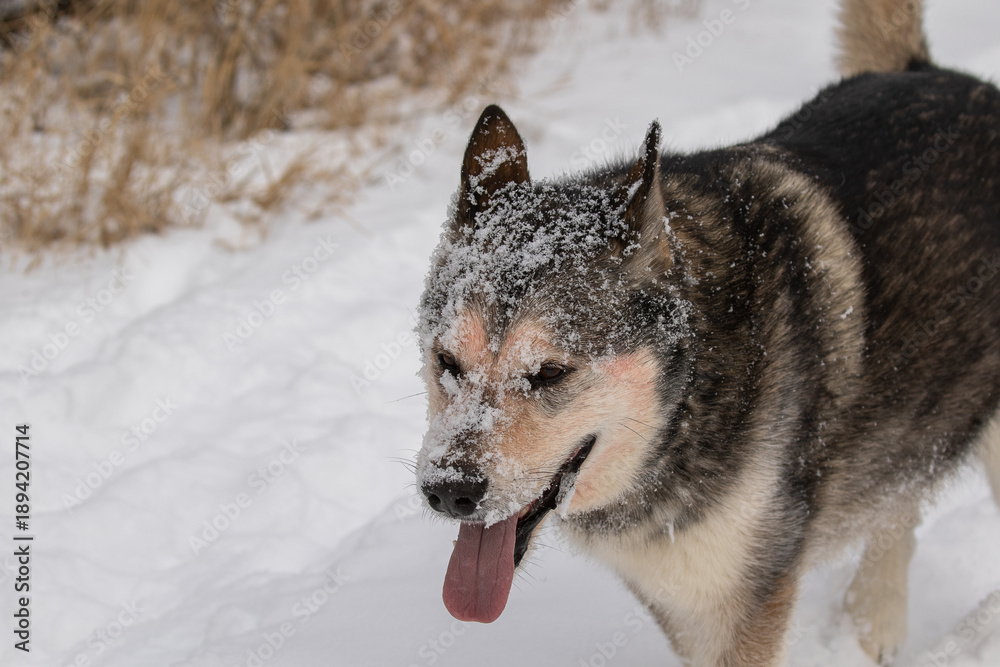 Fototapeta premium Dog with blood on it's face