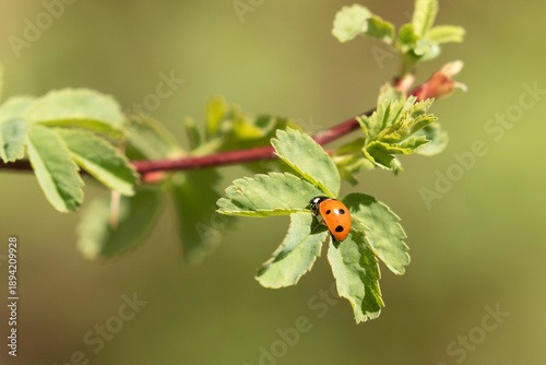Ladybug on a wild rose leaf