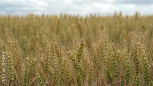 Close-Up of Wheat Straw Stalks in a Field in Summer  Agricultural Background
