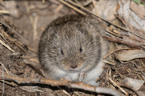 Portrait of a vole