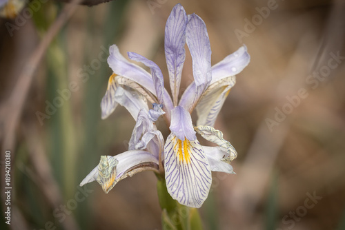 Wild Iris portrait