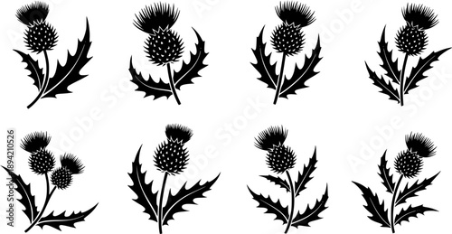 Thistle Flower Illustration Black Silhouette of Scottish Thistle with Leaves and Stem 