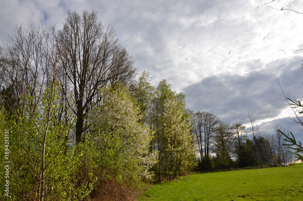 Obraz premium Baumblüte in Naturlandschaft