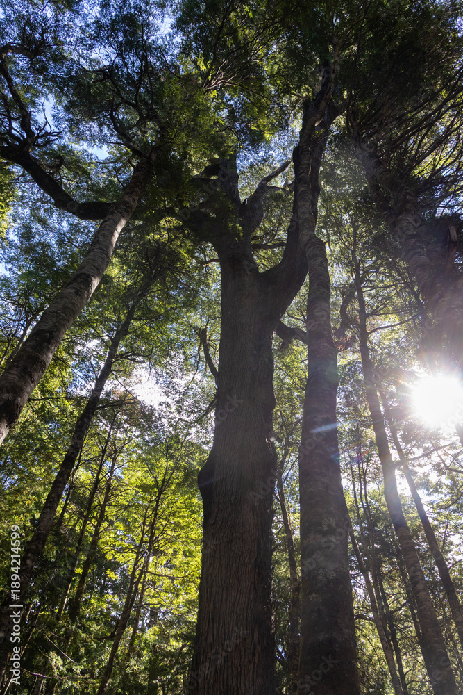 Obraz premium Rayos de sol se cuelan entre los árboles del bosque