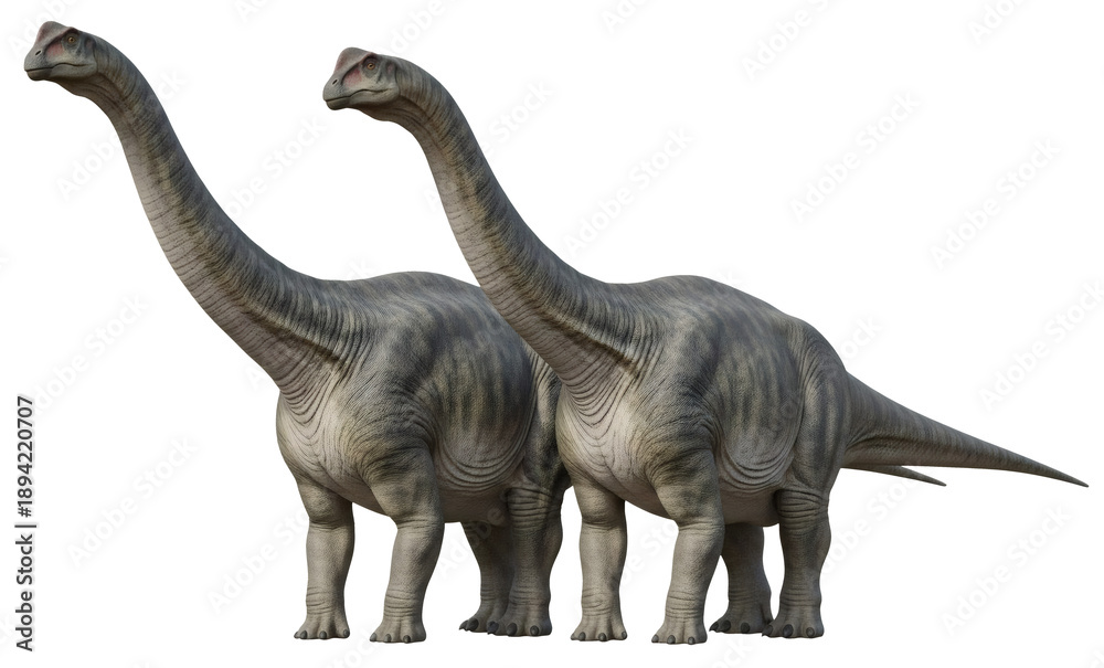 Obraz premium Apatosaurus ajax prehistoric dinosaur illustration couple herd behavior, isolated on transparent background