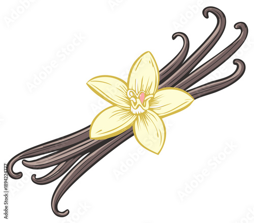 Vanilla flower and pods illustration, isolated on white background.