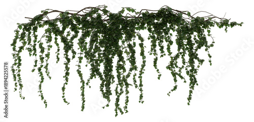 Cuadro en lienzo green ivy leaf isolated on white transparent Background