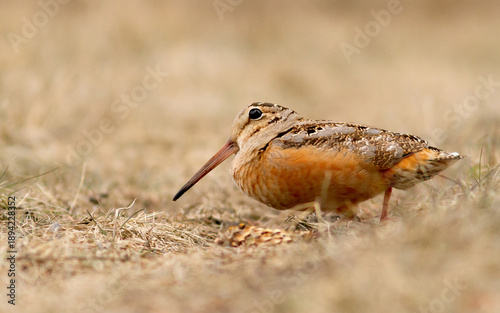 An American woodcock on the ground in early spring