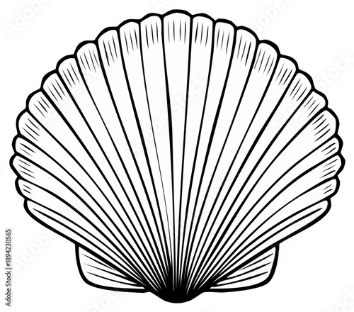 Detailed Line Drawing of a Scallop Seashell - Simple, Elegant Marine Icon