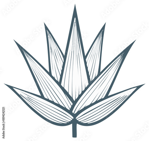 Graphic stylized agave plant drawing with pointed leaves and intricate linear patterns a botanical design