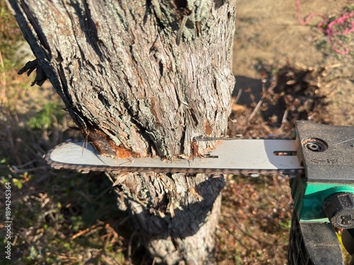 チェーンソで庭木を伐採