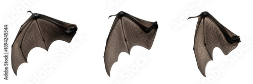 Photos Bat wing folded position isolated on white background, detailed bat wing anatomy