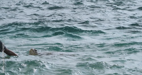 Wallpaper Mural Majestic Sea Turtle Gliding Through Clear Ocean Waters Torontodigital.ca