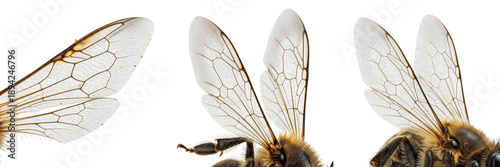 Photos Bee wings close-up isolated on white background, detailed macro view of transpar