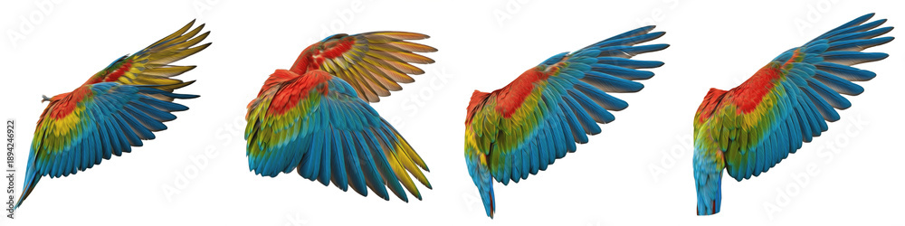 Obraz premium Blue-and-Yellow Macaw Bird Flight Sequence, Large Vibrant Blue and Yellow Feathers Wings Spread in Motion, Isolated on White Background PNG, Ara Ararauna Wing Action Study