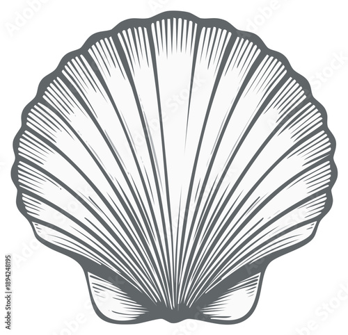Detailed seashell illustration with elegant lines and shapes.