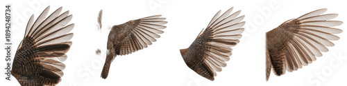 Foto Common Nightingale Bird Flight Sequence, Brown Feathers Wings Spread in Motion,