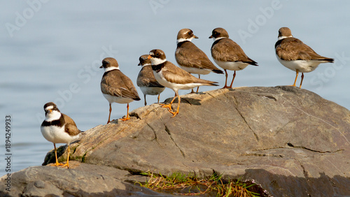 Obraz na plátne A group of semipalmated plovers observed at the beginning of the migration