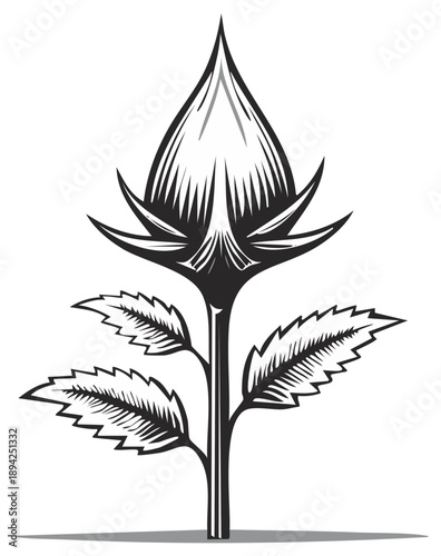 Engraved flower bud illustration, stylized drawing of blossoming plant with leaves, simple botanical image for decoration