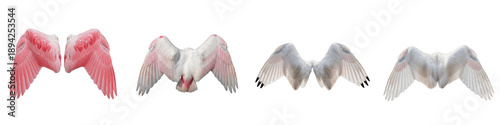 Photos Realistic Flamingo and Roseate Spoonbill Wing Collection Featuring Vibrant Pink