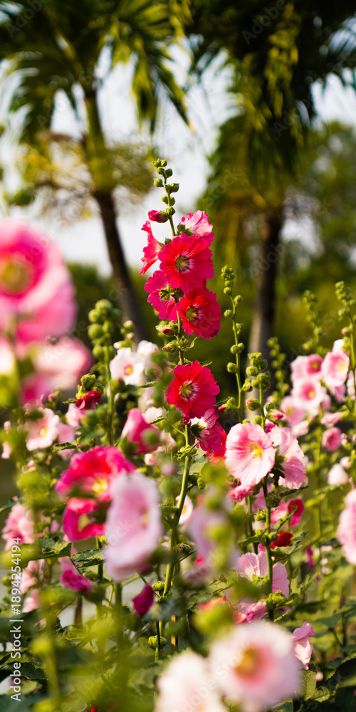Obraz premium pink and white flowers