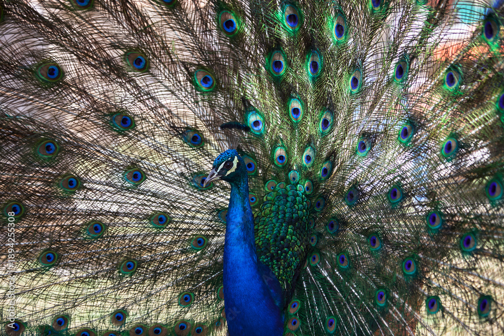 Fototapeta premium Close-up of a male peacock displaying its iridescent plumage, featuring a vibrant blue neck and a magnificent fan of green and gold feathers adorned with striking 