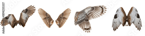 Fotografie Realistic Large Bird and Owl Wings Collection Featuring Detailed Feather Pattern