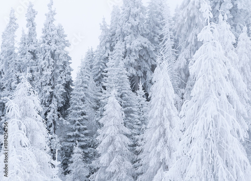 Snow covered trees in winter with fog