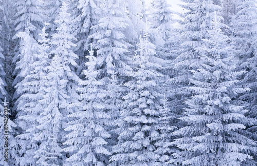 Snow covered trees in a winter landscape