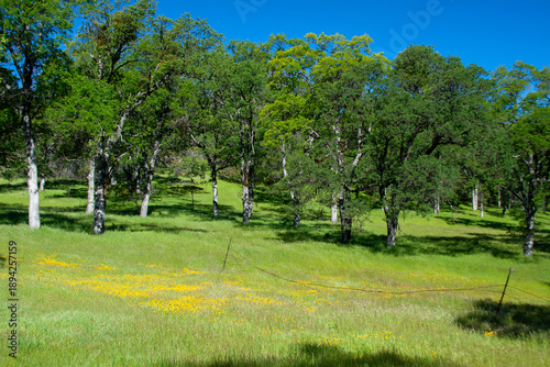 Billede på lærred Oak Trees in a Green Meadow Under a Clear Blue Sky