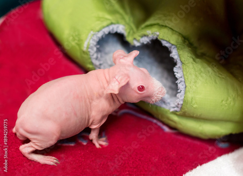 Quadro su tela A hairless Guinea Pig, also known as a Skinny Pig