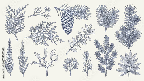 Collection of various plant species illustrated in a detailed botanical style on a white background viewed from directly above