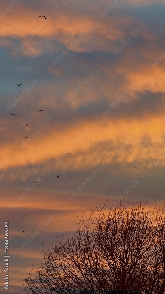 Obraz premium Flock in Flight Under a Dramatic Evening Sky