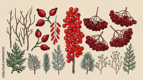 Collection of illustrations showcasing various plant species including berries and leaves from different viewpoints