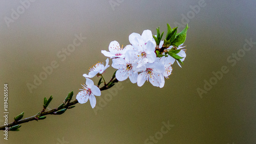 cherry tree blossom