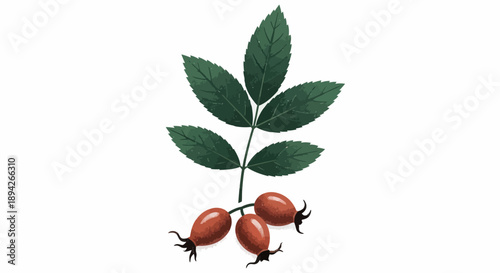 A sprig of rose hips with green leaves and ripe fruit, botanical illustration, studio setting, overhead view