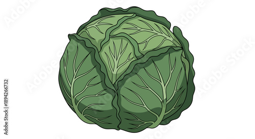 Illustration of a fresh green cabbage head viewed from above on a clean background