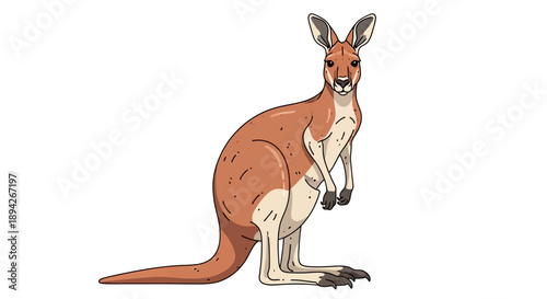 A kangaroo stands on its hind legs in a simple illustration, showcasing its distinctive features and anatomy.